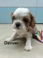 Denver, a male Cavalier King Charles Spaniel for sale in DeMotte, IN – Photo 1 of 2