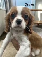 Drake, a male Cavalier King Charles Spaniel for sale in DeMotte, IN – Photo 1 of 4
