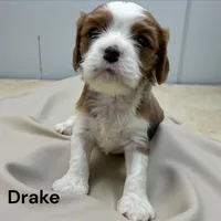 Drake, a male Cavalier King Charles Spaniel for sale in DeMotte, IN – Photo 3 of 4