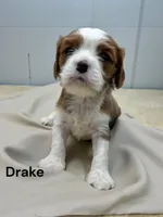 Drake, a male Cavalier King Charles Spaniel for sale in DeMotte, IN – Photo 1 of 2
