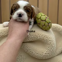 Drake, a male Cavalier King Charles Spaniel for sale in DeMotte, IN – Photo 4 of 4