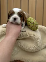 Drake, a male Cavalier King Charles Spaniel for sale in DeMotte, IN – Photo 2 of 2