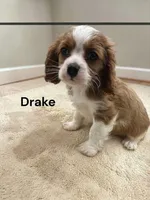 Drake, a male Cavalier King Charles Spaniel for sale in DeMotte, IN – Photo 2 of 4