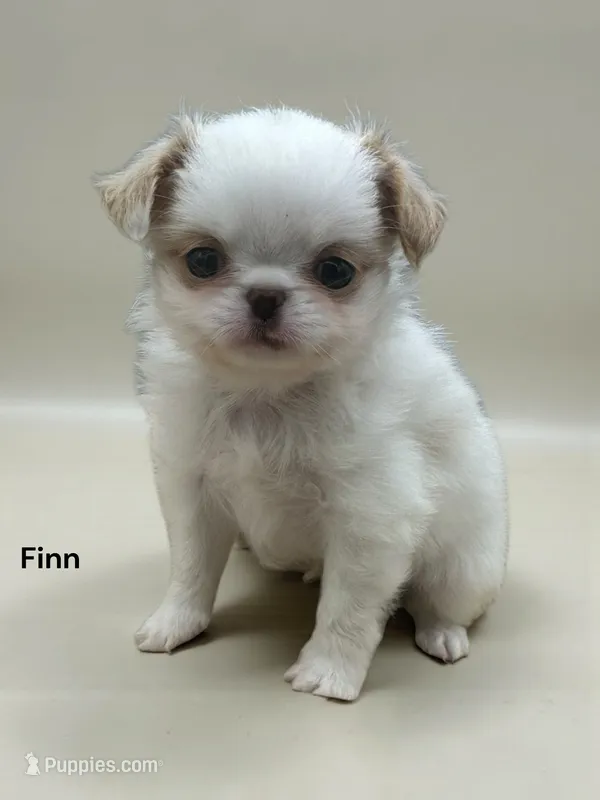 Finn – Japanese Chin puppy for sale in DeMotte, IN