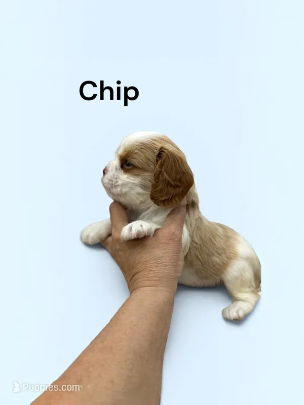 Chip (Chocolate Blenheim) – Cavalier King Charles Spaniel puppy for sale in DeMotte, IN