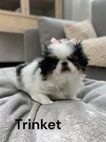 Trinket, a female Japanese Chin for sale in DeMotte, IN – 1 of 1