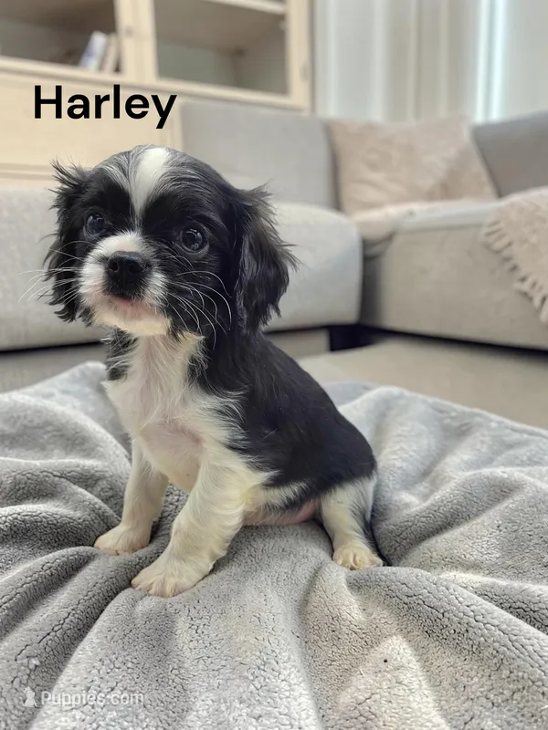Harley (Black And White) – Cavalier King Charles Spaniel puppy for sale in DeMotte, IN