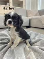 Harley (Black And White), a male Cavalier King Charles Spaniel for sale in DeMotte, IN – 2 of 6