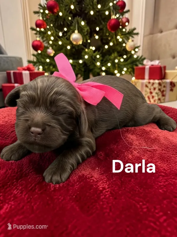 Darla (solid Chocolate) – Cavalier King Charles Spaniel puppy for sale in DeMotte, IN