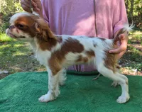 Gilbert, a male English Toy Spaniel for sale in DeMotte, IN – 2 of 3