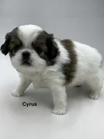 Cyrus, a male Japanese Chin for sale in DeMotte, IN – 1 of 1