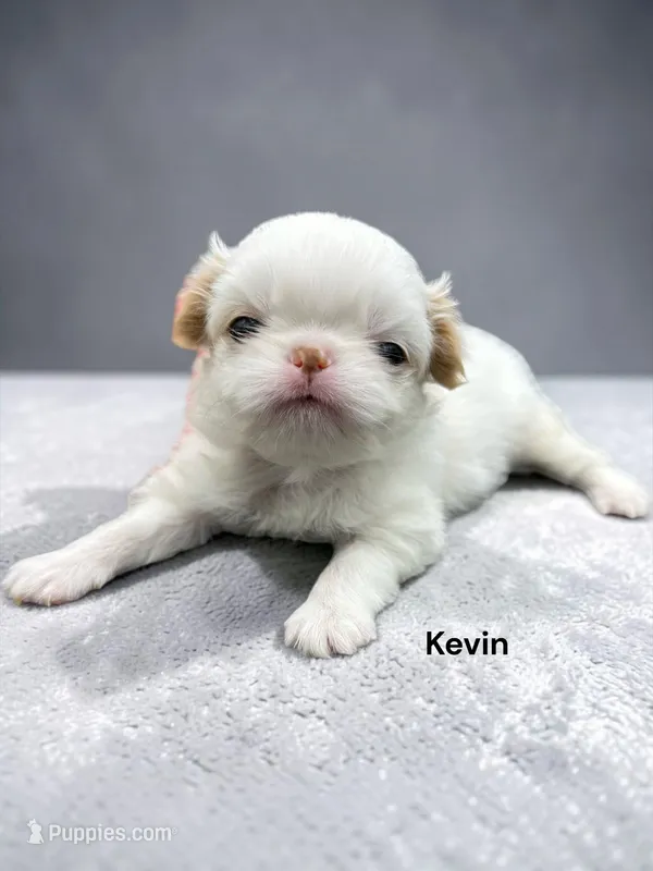 Kevin – Japanese Chin puppy for sale in DeMotte, IN