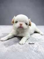 Kevin, a female Japanese Chin for sale in DeMotte, IN – 1 of 1