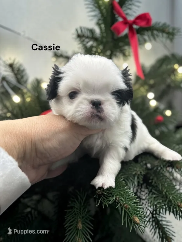 Cassie – Japanese Chin puppy for sale in DeMotte, IN