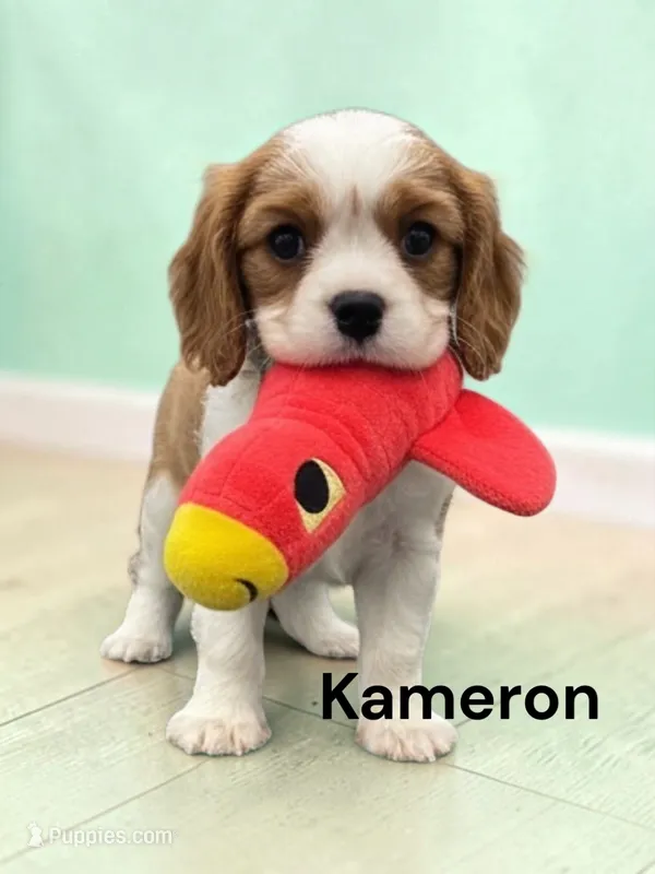 Kameron – Cavalier King Charles Spaniel puppy for sale in DeMotte, IN