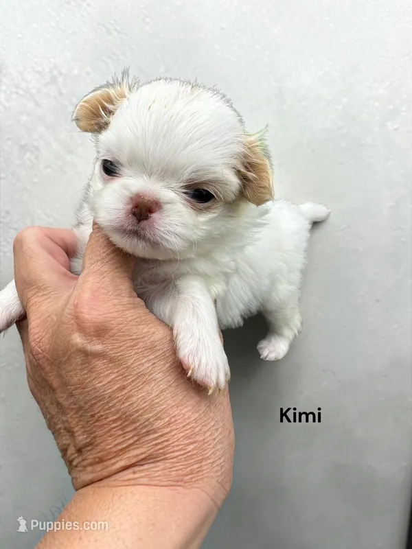 Kimi – Japanese Chin puppy for sale in DeMotte, IN