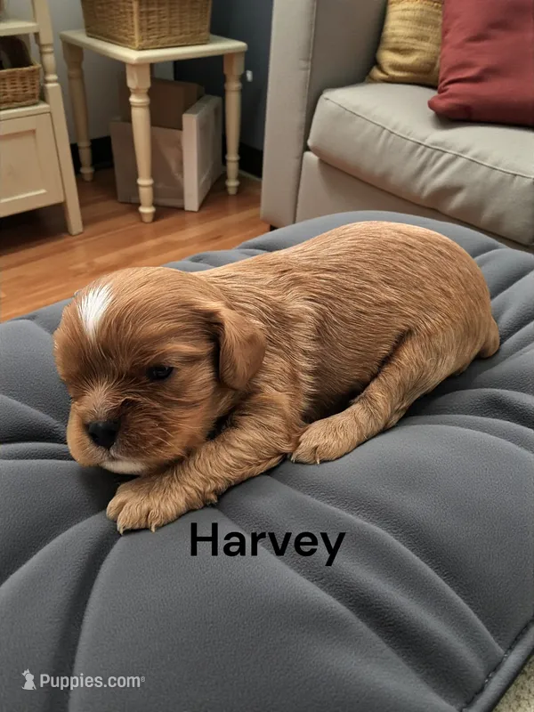 Harvey – Cavalier King Charles Spaniel puppy for sale in DeMotte, IN