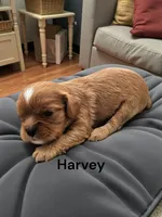 Harvey, a male Cavalier King Charles Spaniel for sale in DeMotte, IN – 1 of 1