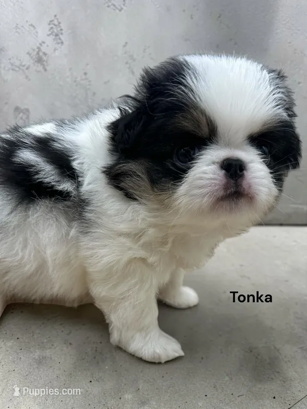Tonka – Japanese Chin puppy for sale in DeMotte, IN