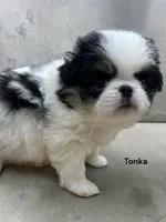 Tonka, a male Japanese Chin for sale in DeMotte, IN – 1 of 3