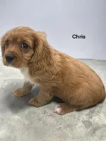 Chris, a male Cavalier King Charles Spaniel for sale in DeMotte, IN – Photo 1 of 2