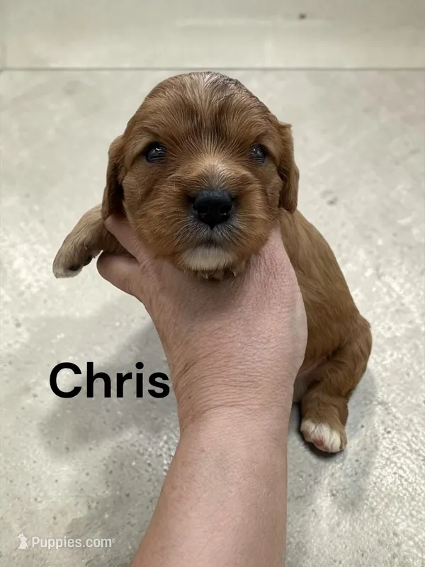 Chris