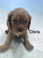 Chris, a male Cavalier King Charles Spaniel for sale in DeMotte, IN – Photo 2 of 2