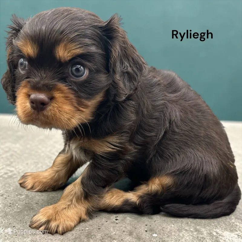 Ryliegh (chocolate and Tan) – Cavalier King Charles Spaniel puppy for sale in DeMotte, IN