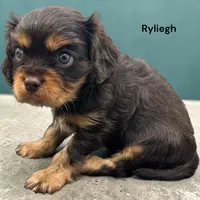 Ryliegh (chocolate and Tan), a male Cavalier King Charles Spaniel for sale in DeMotte, IN – 1 of 1
