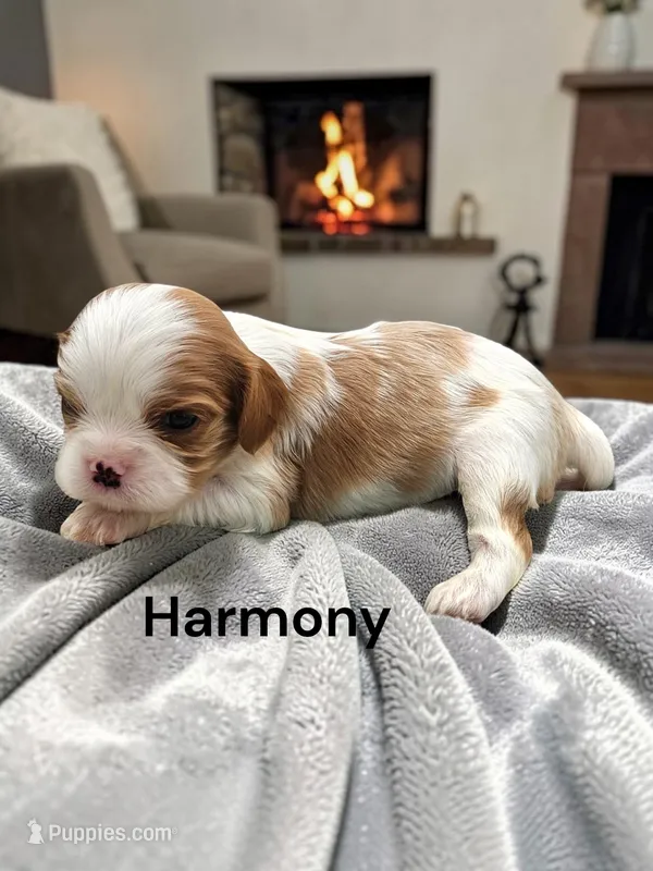 Harmony – Cavalier King Charles Spaniel puppy for sale in DeMotte, IN