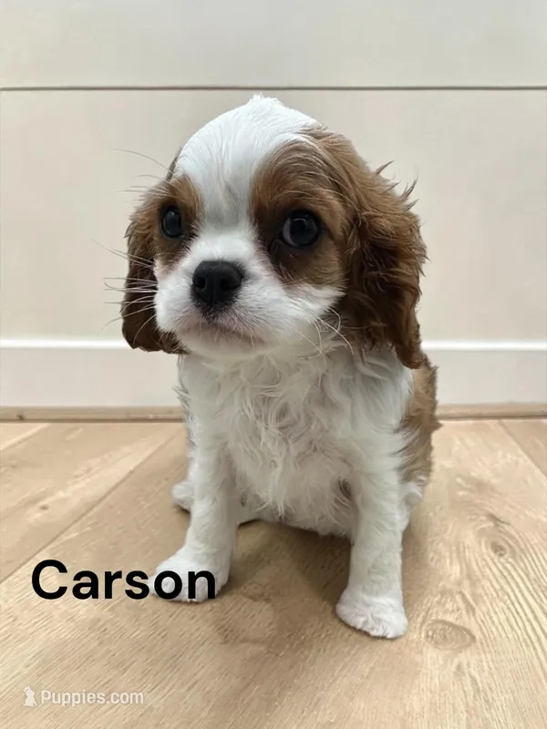 Carson