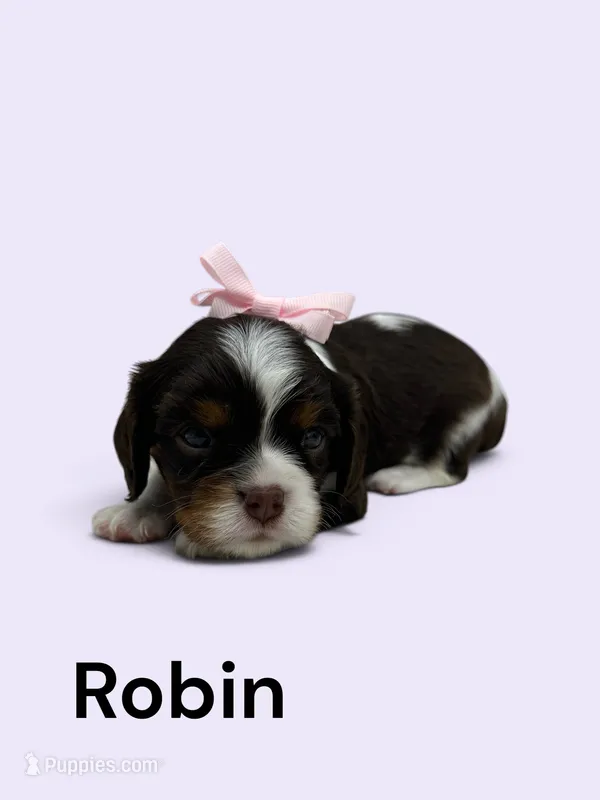 Robin (chocolate Tri) – Cavalier King Charles Spaniel puppy for sale in DeMotte, IN