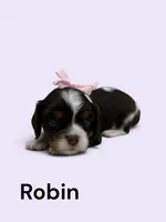 Robin (chocolate Tri), a female Cavalier King Charles Spaniel for sale in DeMotte, IN – 1 of 1