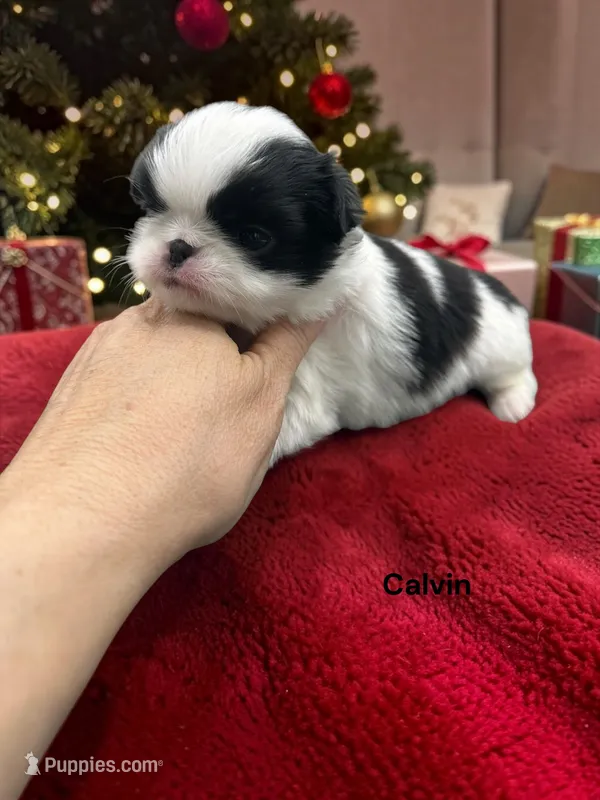 Calvin – Japanese Chin puppy for sale in DeMotte, IN