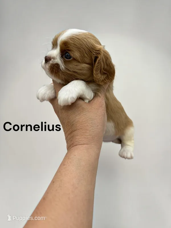 Cornelius (Chocolate Blenheim) – Cavalier King Charles Spaniel puppy for sale in DeMotte, IN