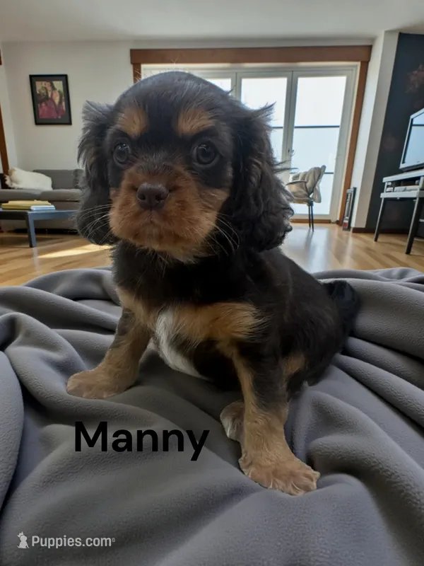 Manny (Chocolate and Tan) – Cavalier King Charles Spaniel puppy for sale in DeMotte, IN