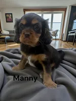 Manny (Chocolate and Tan), a male Cavalier King Charles Spaniel for sale in DeMotte, IN – 1 of 1