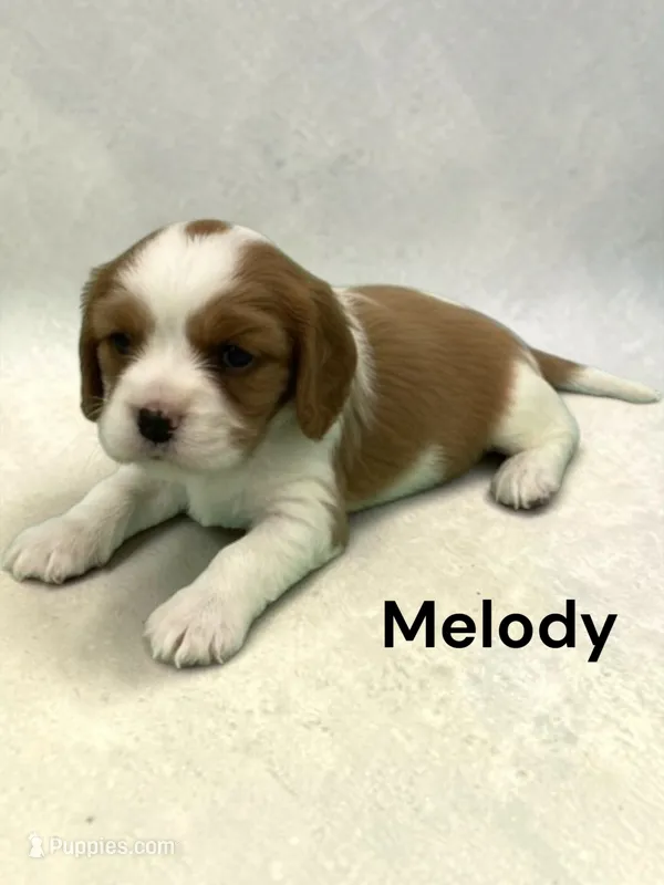 Melody – Cavalier King Charles Spaniel puppy for sale in DeMotte, IN