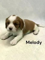 Melody, a female Cavalier King Charles Spaniel for sale in DeMotte, IN – 1 of 1