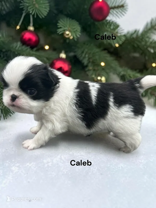 Caleb – Japanese Chin puppy for sale in DeMotte, IN
