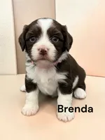 Brenda (Chocolate and White), a female Cavalier King Charles Spaniel for sale in DeMotte, IN – 1 of 1