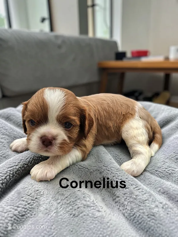 Cornelius (Chocolate Blenheim) – Cavalier King Charles Spaniel puppy for sale in DeMotte, IN