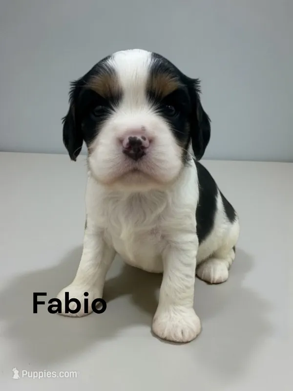 Fabio – Cavalier King Charles Spaniel puppy for sale in DeMotte, IN