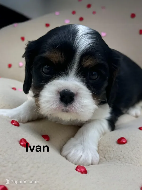 Ivan