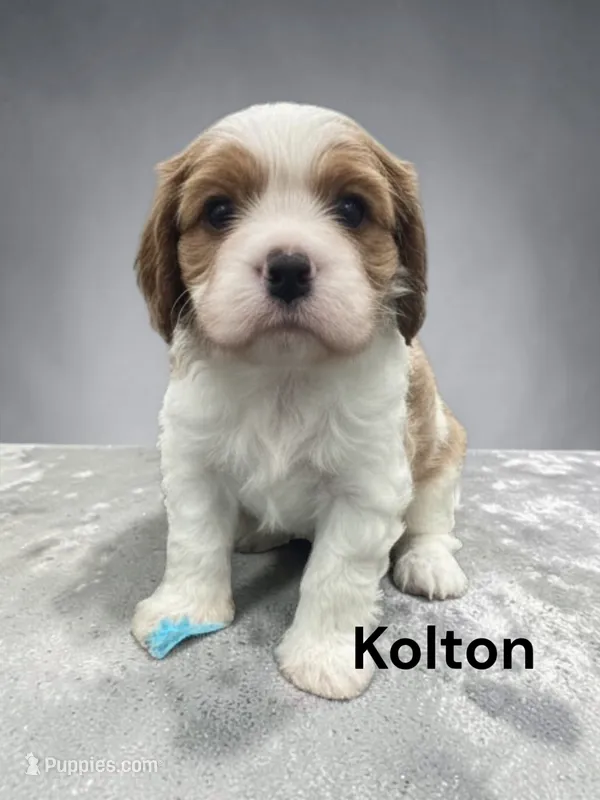 Kolton – Cavalier King Charles Spaniel puppy for sale in DeMotte, IN