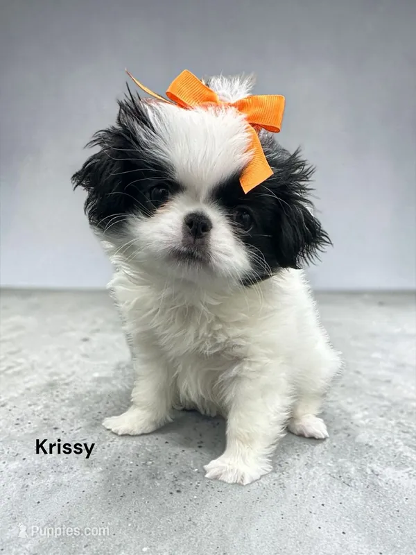 Krissy – Japanese Chin puppy for sale in DeMotte, IN