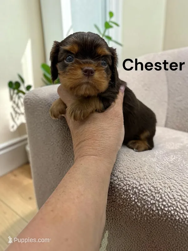 Chester (Chocolate and Tan) – Cavalier King Charles Spaniel puppy for sale in DeMotte, IN