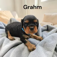 Graham, a male Cavalier King Charles Spaniel for sale in DeMotte, IN – Photo 3 of 3