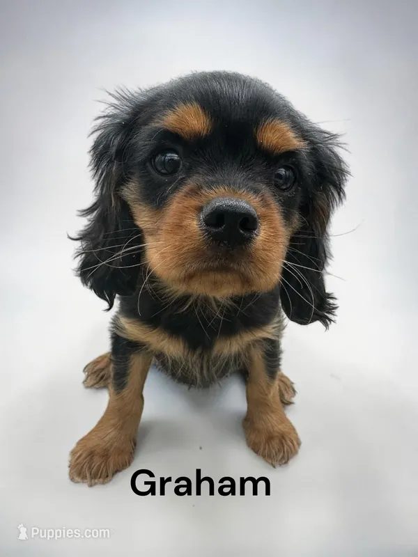 Graham – Cavalier King Charles Spaniel puppy for sale in DeMotte, IN