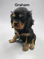Graham, a male Cavalier King Charles Spaniel for sale in DeMotte, IN – Photo 1 of 3